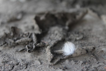 ants on the ground