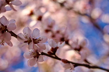 Peach Blossom flowering peach in a sunny day close up