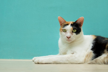 The cat was staring forward.This picture has space for putting description.