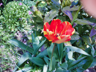 2020 Spring flowers bloomed wonderfully. This tulip is a rare color. Create an environment where everyone has hope.