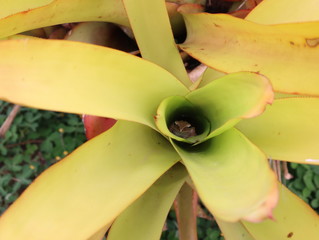 One frog lives in the Bromeliad flower.