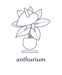 
Anthurium. Indoor and garden plant. Close-up. Contour image of anthurium on a white background. There is a place for text. Vector illustration.