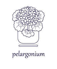 
Pelargonium. Indoor and garden plant. Close-up. The contour image of pelargonium on a white background. There is a place for text. Vector illustration.