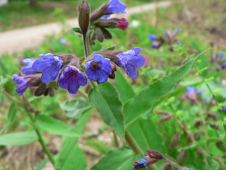Blue small flowers on the background of the forest. Lungwort