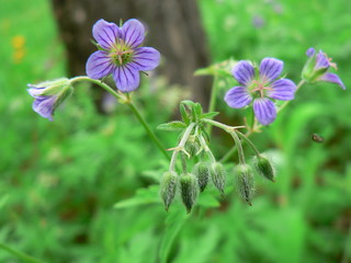Obraz premium Blue small flowers on the background of the forest. Lungwort