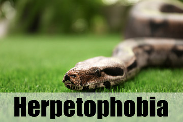 Brown boa constrictor on green grass outdoors. Herpetophobia concept