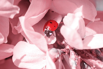 Ladybug in pollen on pink flower. Closeup photo. Selective focus. Nature, spring, summer and ecological concept photo.