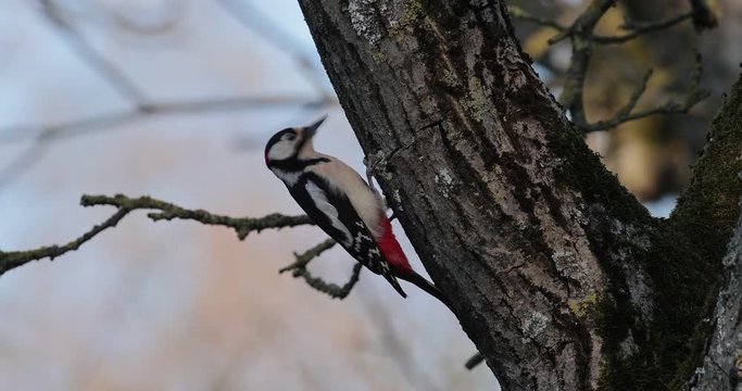 pic &eacute;peiche (dendrocopos major) mangeant des fourmis sur une arbre