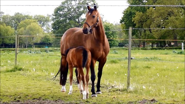 mare feeds foal on the neadow
