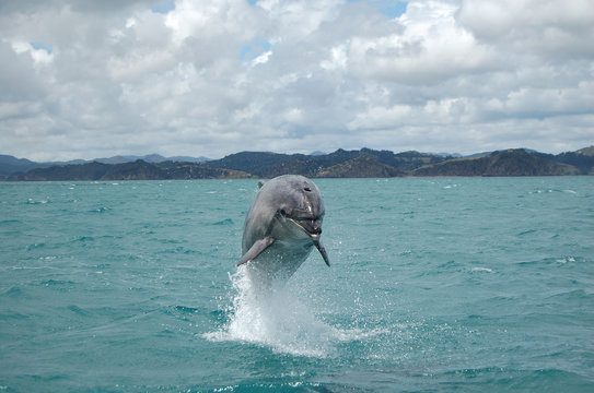 A jumping dolphin in Bay of Islands, New Zealand