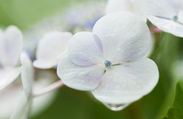 Fototapeta na wymiar 雨に濡れて水滴のついた紫陽花の花