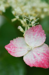 Fototapeta premium 雨に濡れた赤と白の紫陽花の花