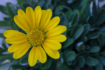 Macro-Photography of Gazania Flower.