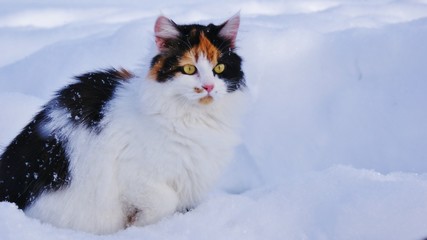 Fluffy cat with yellow eyes in the snow
