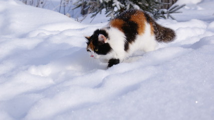 Furry cat sneaks through the snow