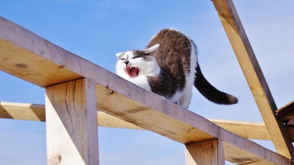 A young grey cat yawns widely against the blue sky