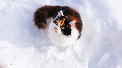 Cat sits in the snow