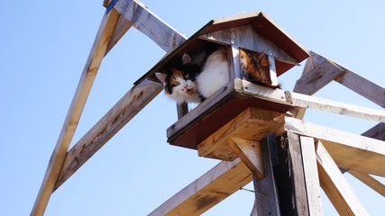 Fluffy funny cat sitting in a bird feeder