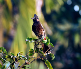 Red-vented bulbul on a branch