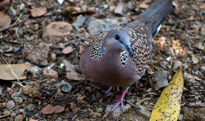 Fototapeta na wymiar Indian Cuckoo bird observing the photographer