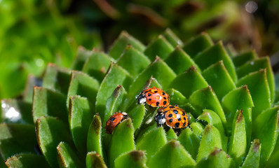 Family of red ladybugs on a green spiky plant. Mom, dad and kid little ladybirds are covered with dew drops. The baby reaches for the parent. Cute and beautiful macro for wallpaper or photo picture.