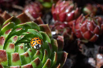 Red ladybug on a green and red spiky plant cucculent Saxifraga. Little ladybirds are covered with dew drops. Summer morning. Cute and beautiful macro for wallpaper or photo picture.