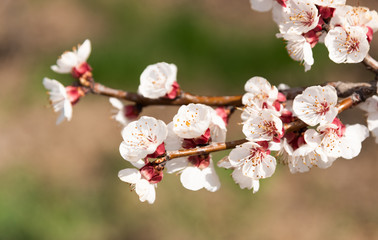 Sping flowering branch
