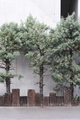 Arizona cypress (Cupressus arizonica) 'Blue Ice' / Cupressaceae evergreen conifer tall tree.