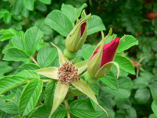 Pink flower of rose hips in the garden