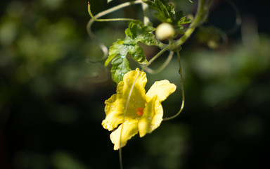 Bitter melon flower glowing in the early light
