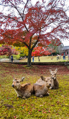 Fototapeta premium Deers at Nara Park