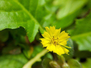 yellow flower with green leaves