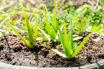 Close up of aloe vera plants in the garden with the sunrise.  Aloe vera is a very useful herbal medicine for skin care and hair care that can be used as treatment.
