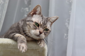 カーテン前で日向ぼっこする猫アメリカンショートヘア