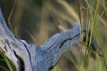SONY DSC