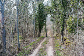 Dirt road with ivy covered trees