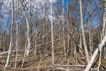Fallen trees in a deciduous forest
