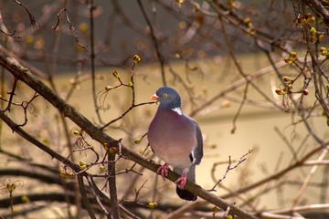 bird on a branch