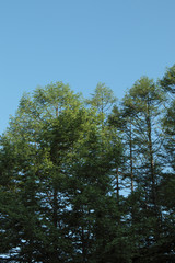 Fototapeta premium 林の背景