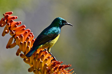 A sunbird on a flowe in Kruger National Park, South Africa