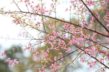 Phaya Suea flower or Sakura flower in Thailand is a rose apple that is small in size and has a tall stem.