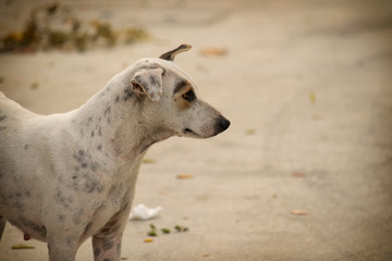Sad looking stray dog, white color with grey dots, head turns right looking at something on the right