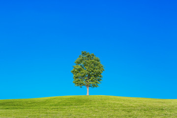Fototapeta na wymiar 青空を背景にした丘の上の1本の木。背景用素材