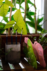 Paintbrush painting with water colours on drying rack near the plants.