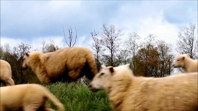 sheep herd walking on dike

