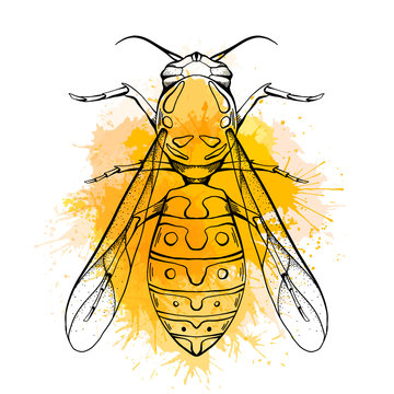 Contour sketch of a wasp with a top view with yellow watercolor splashes on a white background. Flying insect. Vector outline object for stickers, badges, articles, tattos and your creativity.