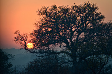 Fototapeta premium The sun rises over Kruger Park on a cool morning