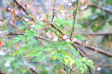 Phaya Suea flower or Sakura flower in Thailand is a rose apple that is small in size and has a tall stem.