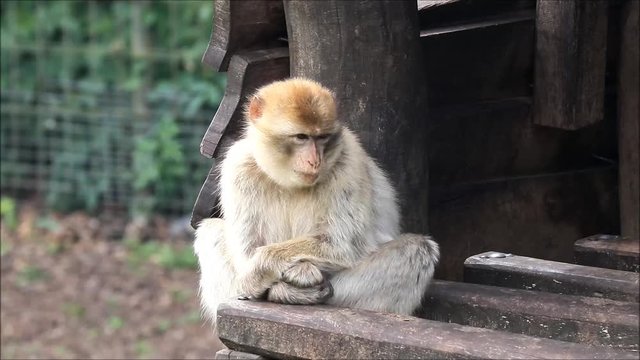 Barbary Macaque in a wildlife zoo
