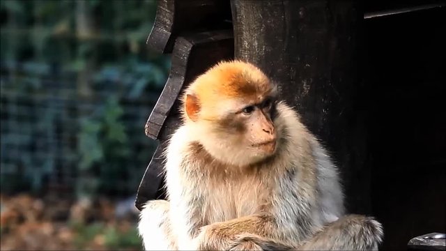 Barbary Macaque looking, zoom in
